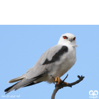 گروه کورکورها Kites